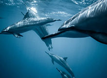 五大联赛-替补奇兵图多列单刀制胜，申花主场0-1遭武汉三镇逆转